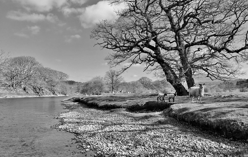 IMG_3669bwsmall